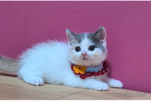 成約済の東京都のスコティッシュフォールド-100749の4枚目